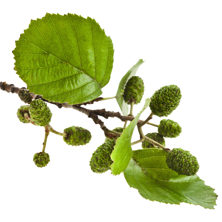 Alder