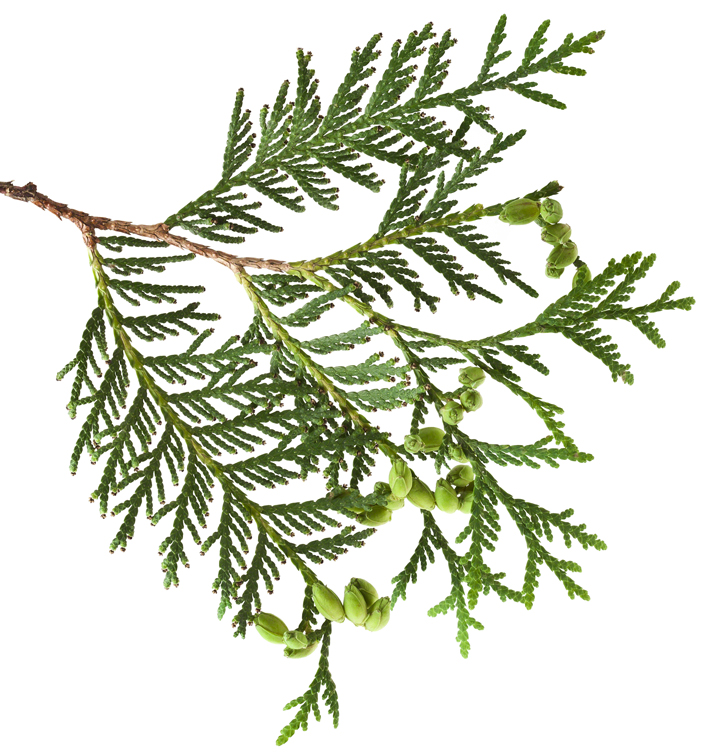 Cedar