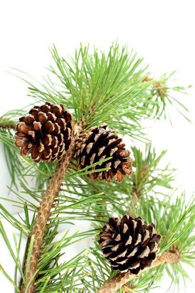 Pine