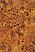Formica Fundamentals 0352 Burled Amberwood Laminate