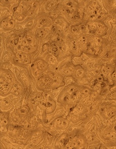 F1137 Golden Burr Elm