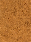 F1137 Golden Burr Elm