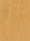 F5156 Mature Beech